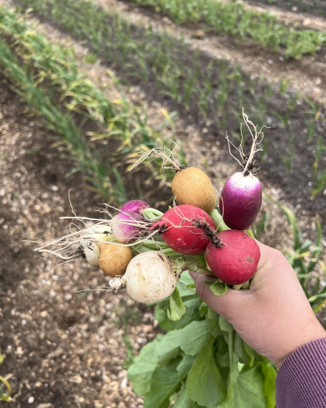 Meet the Team at Herland Roots providing Organic Food Boxes